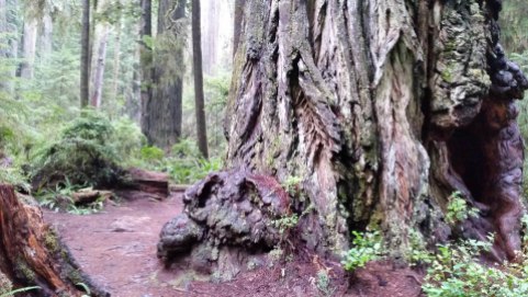 Boy Scout Tree Trail 5S-6
